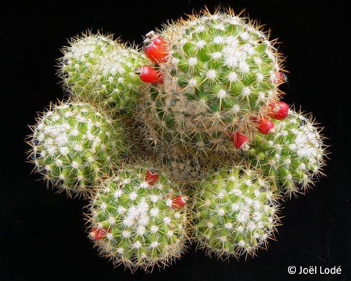 Mammillaria columbiana v. albescens JLcoll.2600 ex GX, Capitanejo, Colombia